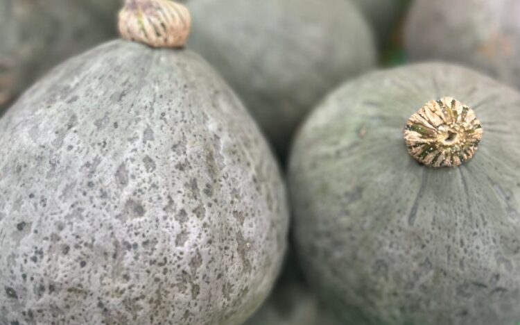 雪化粧かぼちゃ